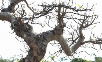 Vì sao bonsai sung cổ thụ trụi lá gây sốt với giá 200 triệu đồng?