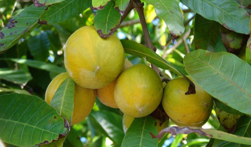 4 loại quả mọc dại ở Việt Nam, sang nước ngoài được săn lùng với giá đắt đỏ