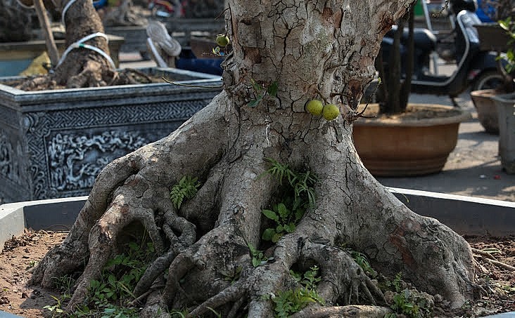 Bonsai sung cổ thụ có tuổi hàng trăm năm, gốc sù xì.