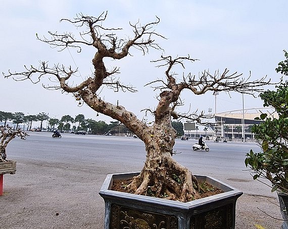 Bonsai sung cổ thụ 'lão mai sinh quý tử' được chào giá 200 triệu đồng vào năm 2021.