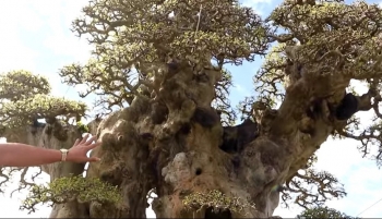 Siêu phẩm bonsai duối cổ thụ song thân dáng làng xứng tầm đẹp nhất Việt Nam
