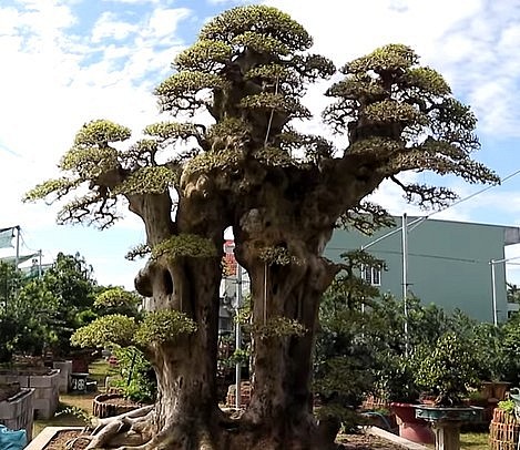 Siêu phẩm duối bonsai cổ thụ song thân dáng làng hiện tại được chăm sóc tại vườn cây cảnh của anh Nguyễn Toàn sống tại thành phố Quy Nhơn tỉnh Bình Định