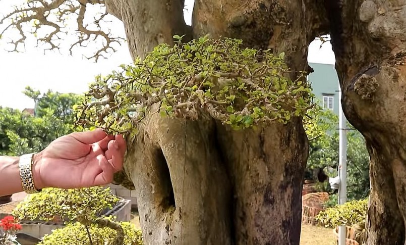 Bông tán của bonsai duối cổ thụ được đánh giá là đang vào độ đẹp.