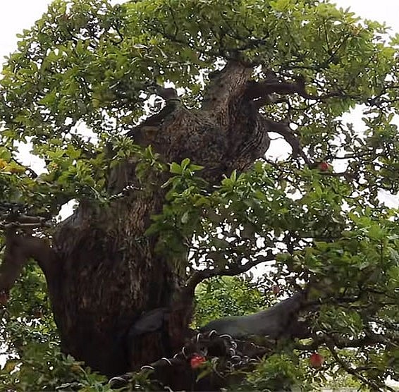 Theo chủ cây tiết lộ, cây lộc vừng siêu khủng có tuổi thọ trên 100 năm.