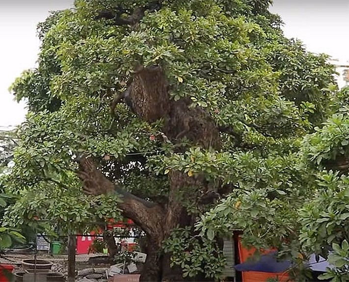 Vì tạo dáng bonsai cực đẹp nên gốc cây lộc vừng được định giá không hề rẻ, lên đến 120 tỷ đồng.