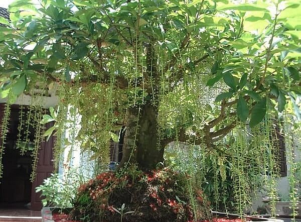 Lộc vừng là loại cây khá phổ biến để trồng làm cảnh hoặc tạo dáng bonsai. 