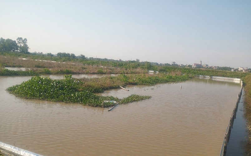 Ở huyện Bình Lục (Hà Nam) nhiều người đã cải tạo ruộng trũng thành ao nuôi ốc vặn.