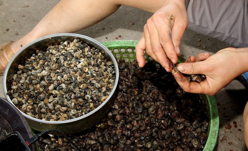Không chỉ nuôi ốc vặn, ở Bình Lục còn có nghề khêu ốc vặn đem lại thu nhập cho lao động nhàn rỗi.