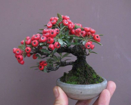 Phát cuồng với những chậu bonsai nghìn quả chưng Tết, trồng trong nhà lộc lá quanh năm