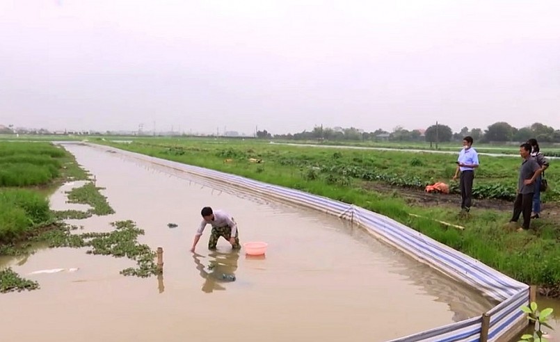 Ông Trọng đang đặt lưới để bắt lứa cua đồng đầu tiên trong trại nuôi.