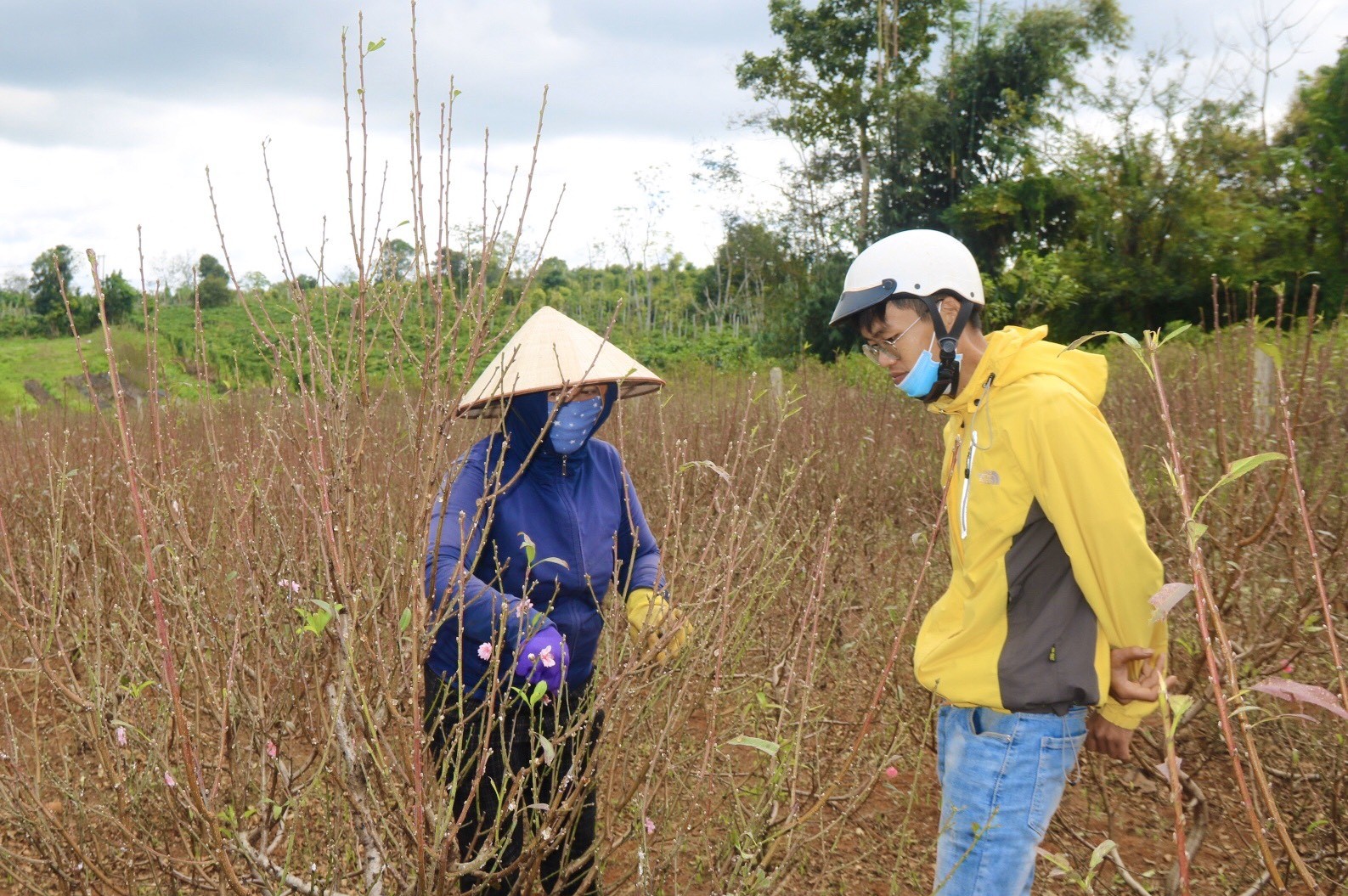 Đắk Lắk: Nhà vườn tất bật chăm sóc hoa phục vụ Tết Nguyên đán 2023