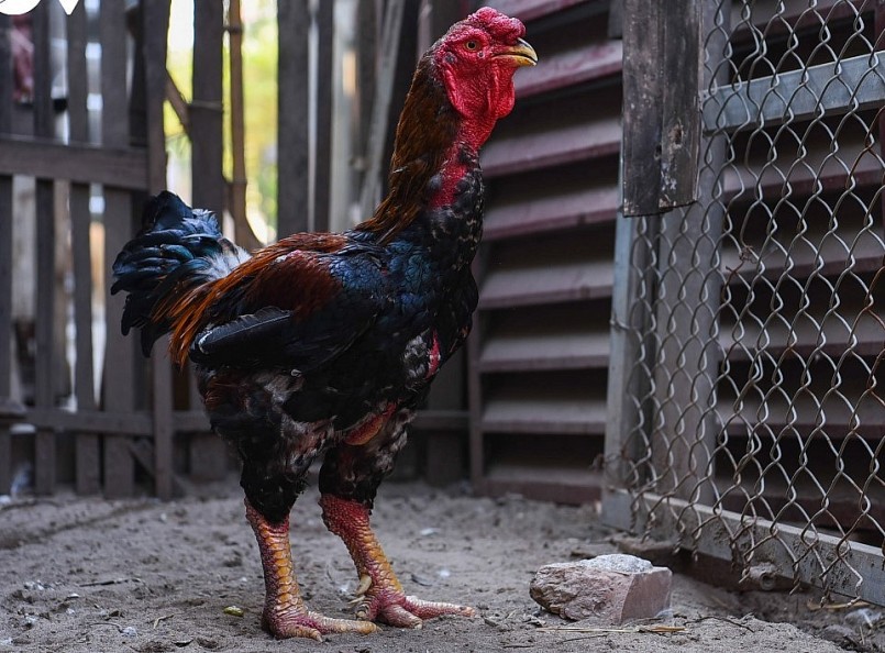 Đặc sản gà Hồ tiến Vua cháy hàng dịp Tết vì quý hiếm. Một con gà đạt chuẩn có giá hàng chục triệu đồng.