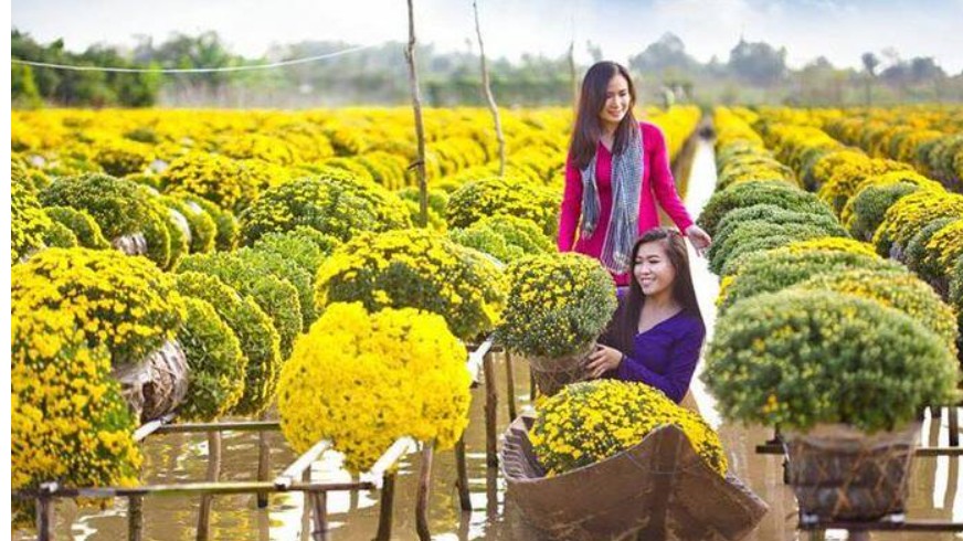 Sắp diễn ra lễ hội Quýt hồng Lai Vung và tuần lễ du lịch gắn với hội hoa xuân Quý Mão năm 2023