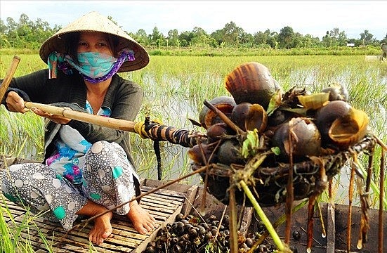 Nuôi ốc bươu đen trong ao tạo thêm thu nhập