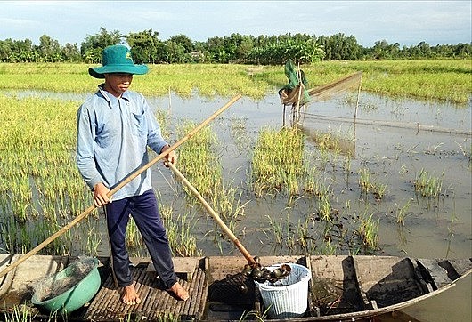 Loài ốc vốn là kẻ thù của lúa nay là mỏ vàng cho thu nhập tiền triệu mỗi  ngày