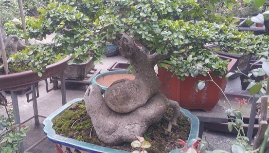Cây duối bonsai mini