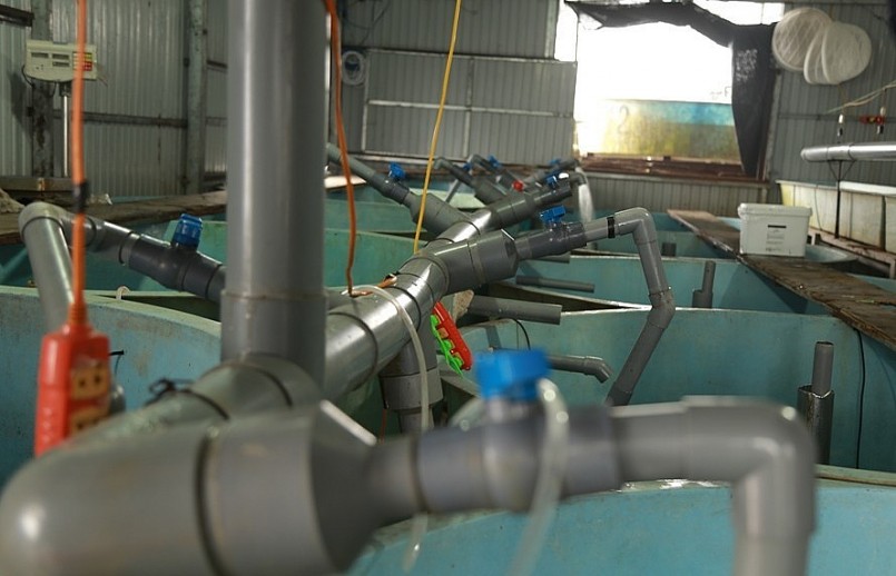 Hệ thống ống dẫn nước sau khi được cân bằng nhiệt dẫn vào các bể nuôi cá tầm giống.