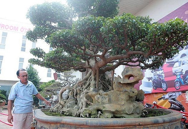 Cây sanh cổ bonsai được ký trên đá hình đầu rồng, nhìn tựa như một chiếc thuyền