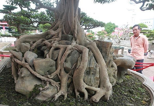 Cây sanh cổ thụ bonsai có tuổi đời gần 300 năm và đây là một trong những cây có bộ rễ ôm đá đẹp nhất Việt Nam.