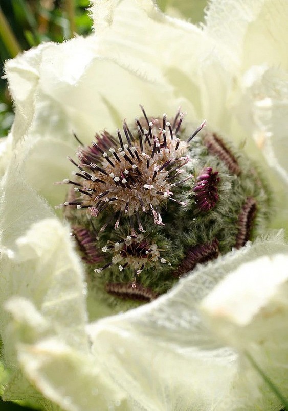 Mê mẩn trước vẻ đẹp của loài hoa mọc hoang 7 năm mới nở, là thảo dược quý hiếm đắt hơn vàng ròng