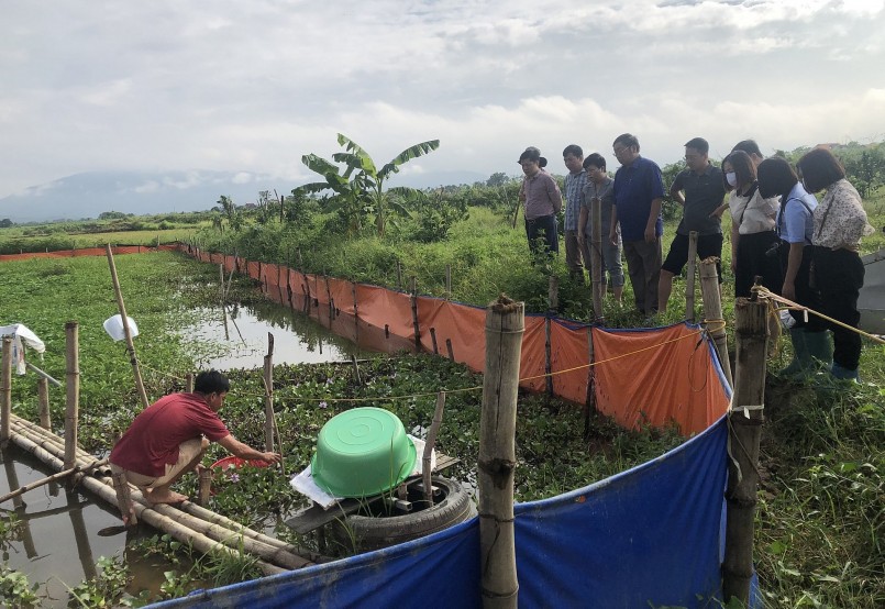 Hiện nay, tại tỉnh Phú Thọ đang phát triển mạnh nuôi cua trong ruộng lúa sau thu hoạch cho hiệu quả kinh tế cao.