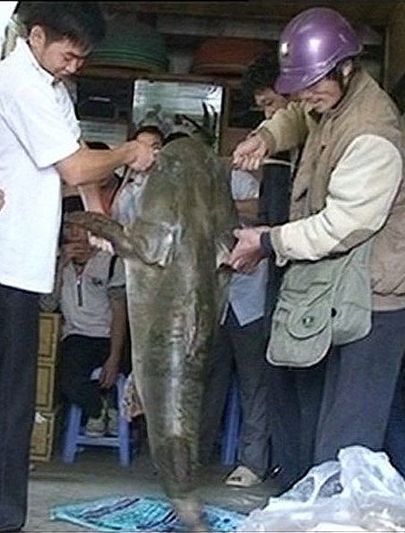 Con cá chiên khổng lồ nặng gần nửa tạ mà thợ cá săn được trên dòng sông Gâm.