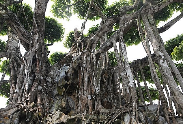 Ly kỳ siêu phẩm bonsai sanh cổ thụ 460 tỷ và cái lắc đầu của đại gia xứ Thanh