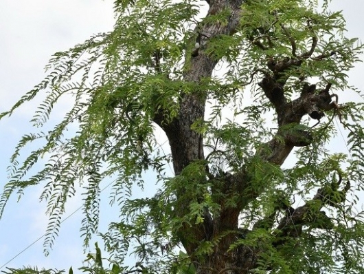 Chiêm ngưỡng cây me 300 tuổi cao 14m đẹp nhất hiện nay