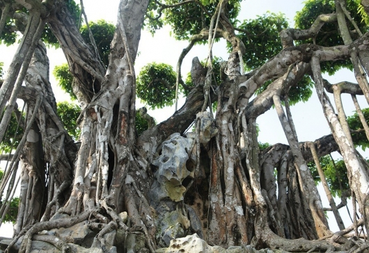 Ly kỳ siêu phẩm bonsai sanh cổ thụ 460 tỷ và cái lắc đầu của đại gia xứ Thanh