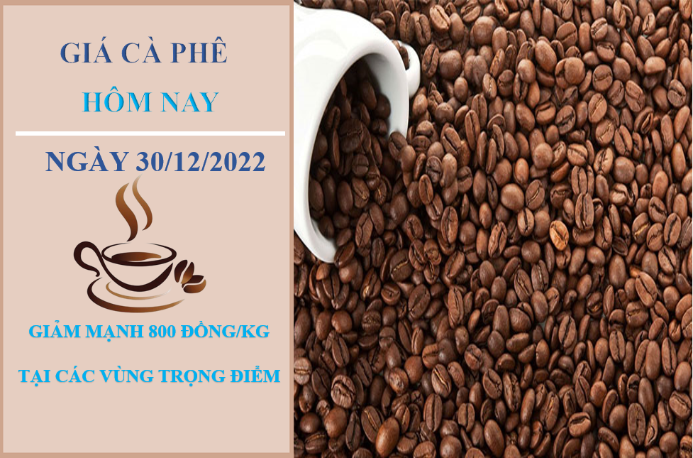 Giá cà phê hôm nay 30/12/2022: Giảm mạnh tại các vùng trọng điểm