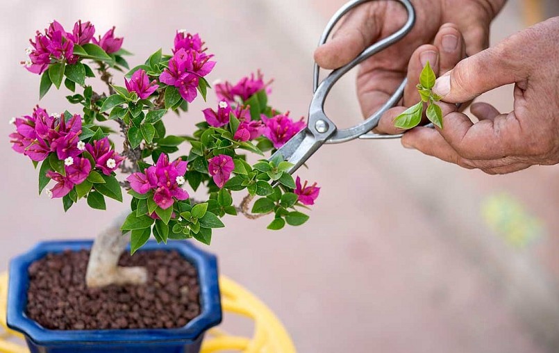 bạn vẫn có thể đánh thức hoa giấy bừng nở trong mùa Đông nhờ bí quyết ‘3 ít – một nhiều’ 
