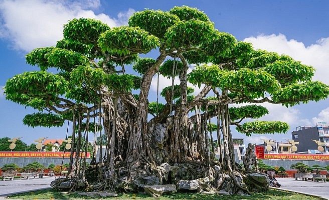 siêu phẩm bonsai sanh cổ thụ có 9 thân vạm vỡ, chắc khỏe tượng trưng cho 9 con rồng hội tụ từ một gốc liền