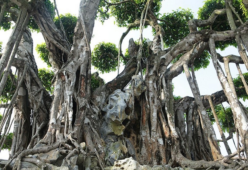 Dù không xác định đích xác tuổi đời của siêu phẩm bonsai sanh cổ thụ này nhưng giới chuyên môn dự đoán có thể vài trăm năm tuổi. 