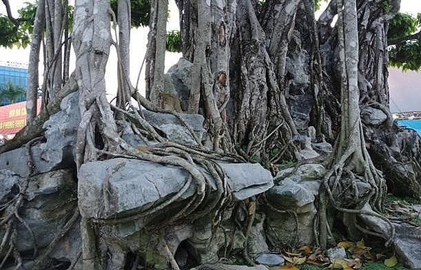 Việc định giá siêu phẩm bonsai sanh cổ thụ 450 tỷ vẫn còn nhiều bí ẩn và tạo dư âm trong làng cây cảnh Việt Nam.