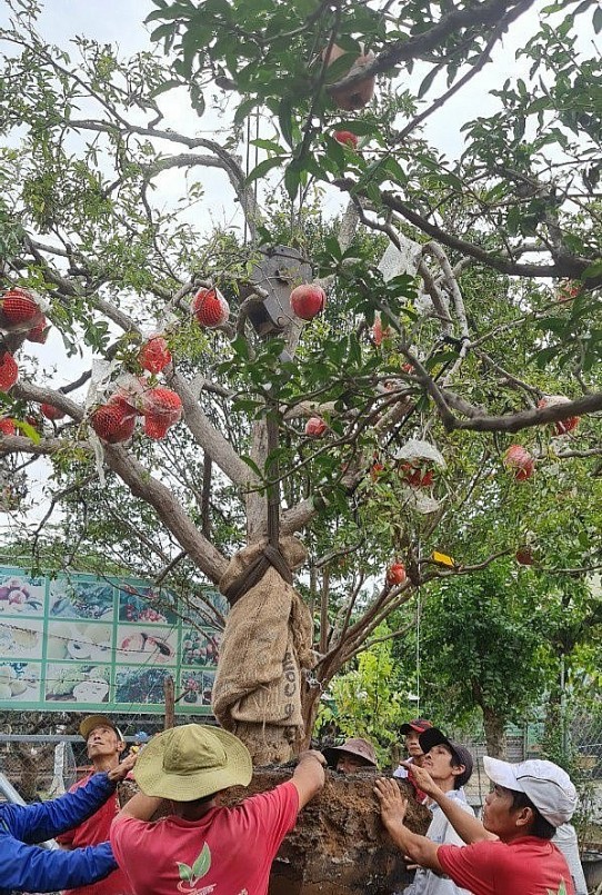 Vận chuyển lựu khổng lồ về nhà vườn ở Sài Gòn