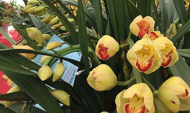 Dịp Tết nhu cầu chơi hoa lan - loài hoa quý tộc tăng cao. Lượng hoa lan santo Trung Quốc tràn ngập thị trường.