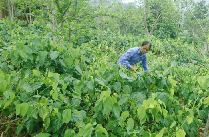 Người dân mang rau bò khai từ rừng về trồng