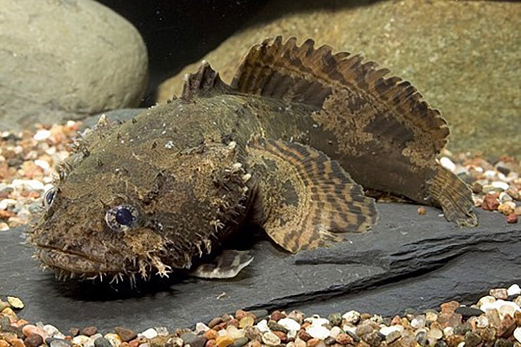 Cá mao ếch hay còn được gọi là cá cóc sạo, cá mang ếch 