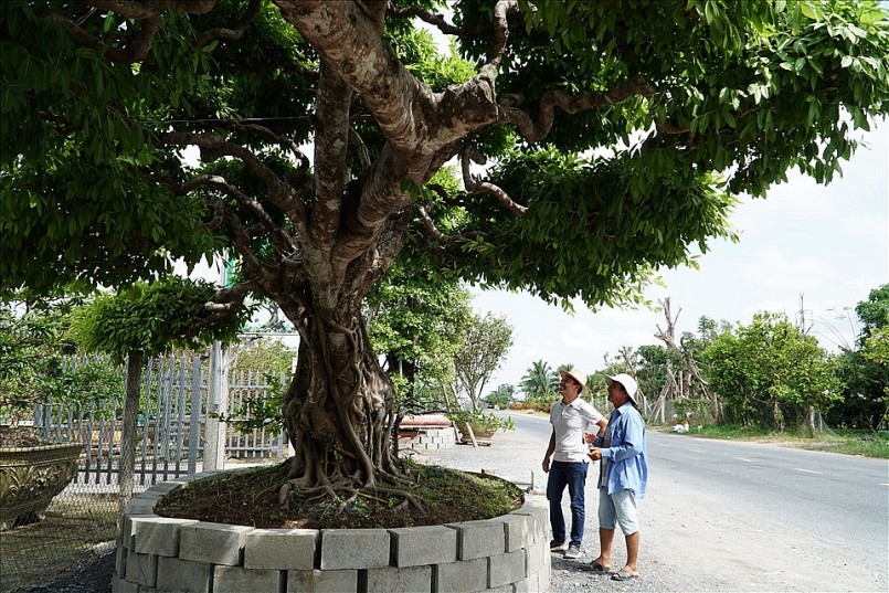 “Đây là một trong 3 cây kiểng cổ thụ ở Việt Nam đạt được kỷ lục vô tiền khoáng hậu. Giá trị cây nằm ở dáng thế độc nhất và tuổi đời gần trăm năm”, ông Đông đánh giá.