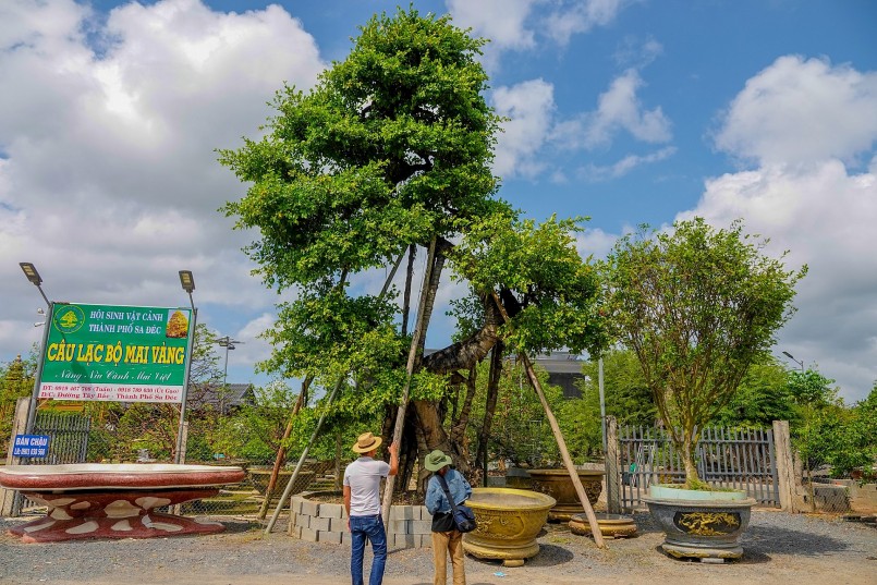 Hiện tại, cây sộp này được anh Vũ Đức Đông trồng và trưng bày tại Câu lạc bộ Mai Vàng TP Sa Đéc để mọi người đến thưởng lãm và chiêm ngưỡng. Trước khi được Tổ chức Kỷ lục Châu Á công nhận đạt giá trị độc bản, cây sộp này cũng được Tổ chức Kỷ lục Việt Nam xác nhận đạt Kỷ lục độc bản ở Việt Nam.