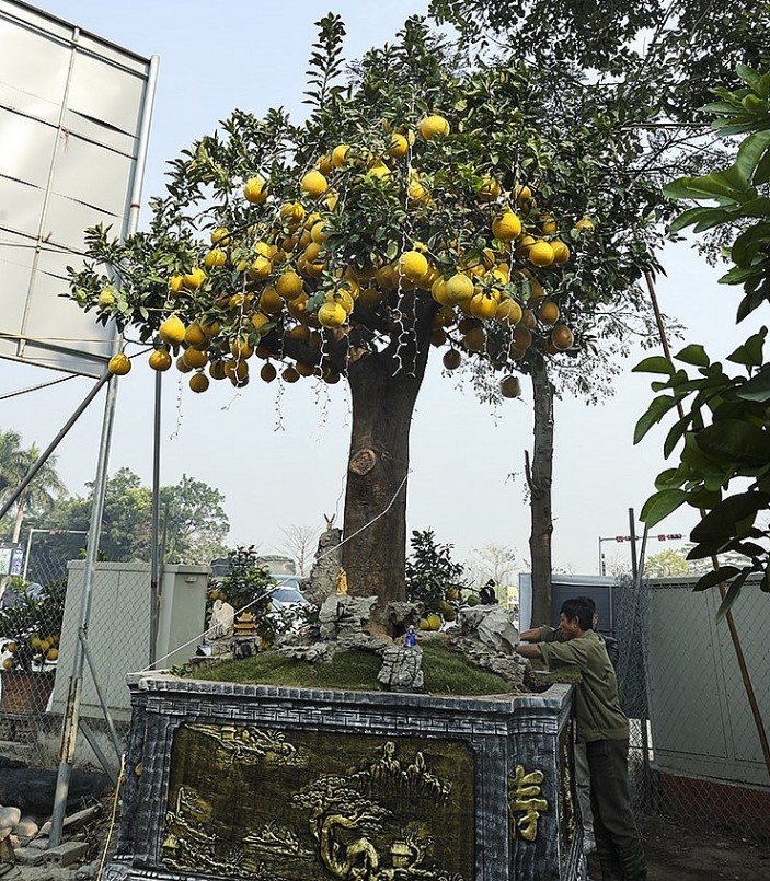 Riêng cây bưởi diễn khủng này có khoảng 400 quả đã chín vàng, được rao bán với giá 200 triệu đồng.