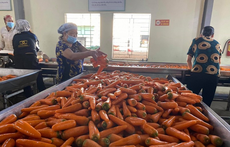 Sơ chế cà rốt trong nhà máy để phục vụ xuất khẩu.