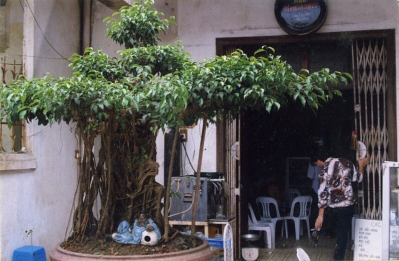 Hành trình trở thành siêu cây của tác phẩm này khiến ai nghe cũng “ngã ngửa”. Tháng 8/1996, họa sĩ Đặng Xuân Cường (Cường “họa sĩ”) đã phát hiện và “rinh” cây cảnh này từ một người họ Phạm ở xã Sài Sơn, huyện Quốc Oai, Hà Nội