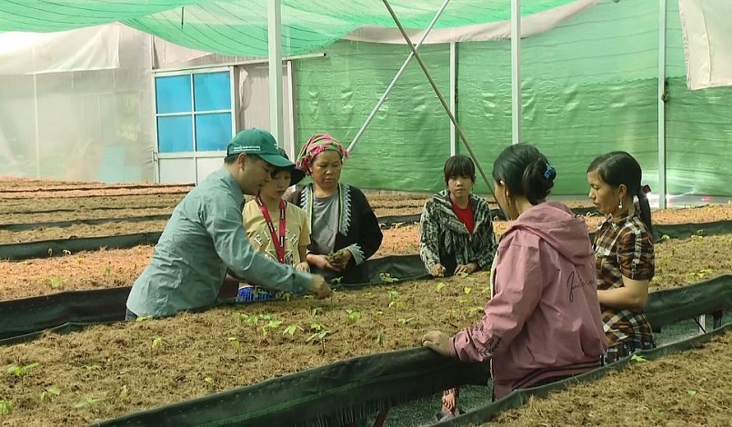 Người dân được hướng dẫn kỹ thuật trồng cây dược liệu.
