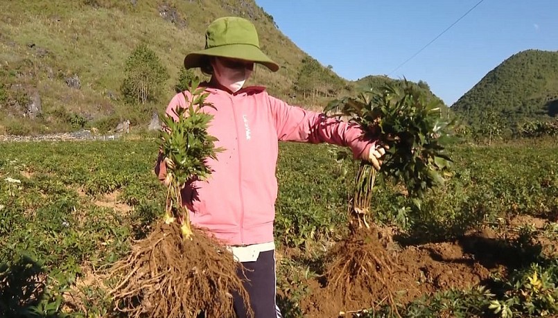 Trồng cây dược liệu đã tạo sinh kế cho đồng bào dân tộc Mông ở huyện vùng cao biên giới Sìn Hồ.