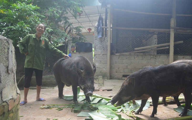 Nhờ bổ sung nguồn thức ăn từ lá cây khổng lồ, mỗi năm trừ chi phí, anh Mão thu về 300 triệu đồng từ việc bán lợn.
