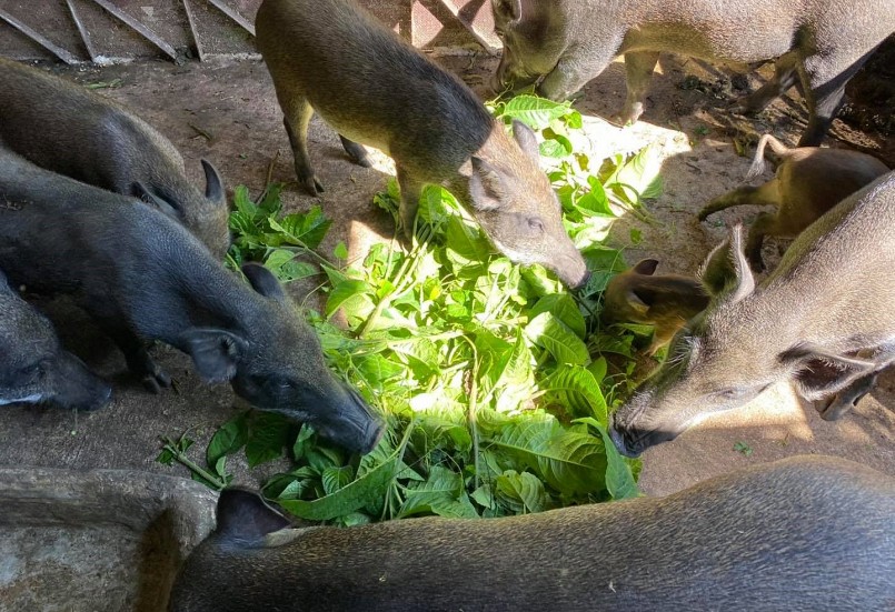 nguồn thức ăn chủ yếu của lợn rừng là “chè khổng lồ”. Chè khổng lồ giúp quá trình tiêu hóa của lợn tốt hơn, ít  dịch bệnh.