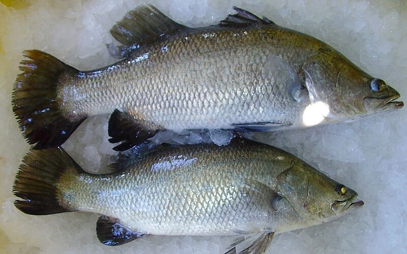 Bộ phận của con cá mà nhiều người bỏ đi lại cực bổ dưỡng, có loại lên đến 9 triệu đồng/kg