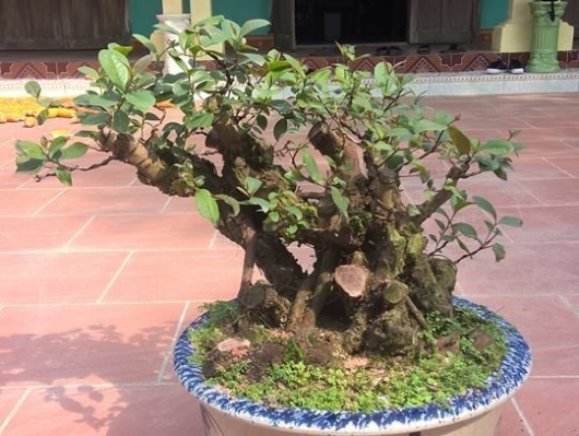 Tuyệt kỹ luyện cây dại nở tím đồi hoang thành siêu phẩm bonsai vô giá
