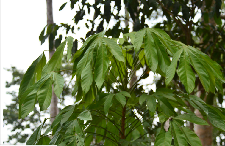 An nam tử (cây đười ươi) được trồng rất nhiều ở các tỉnh miền Nam nước ta